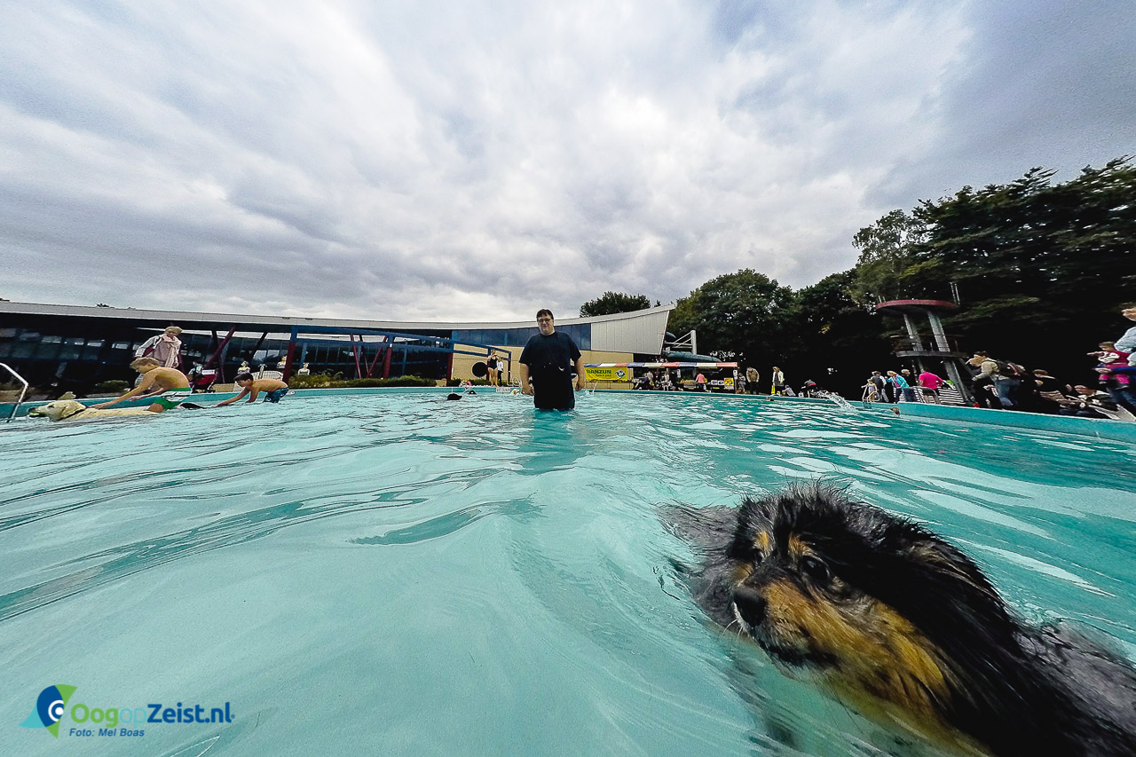Hondenzwemmen in zwembad Dijnselburg