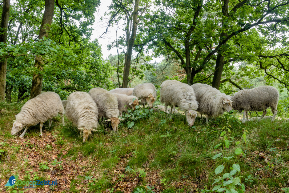 De schapen grazen bij de Willem Arntzhoeve
