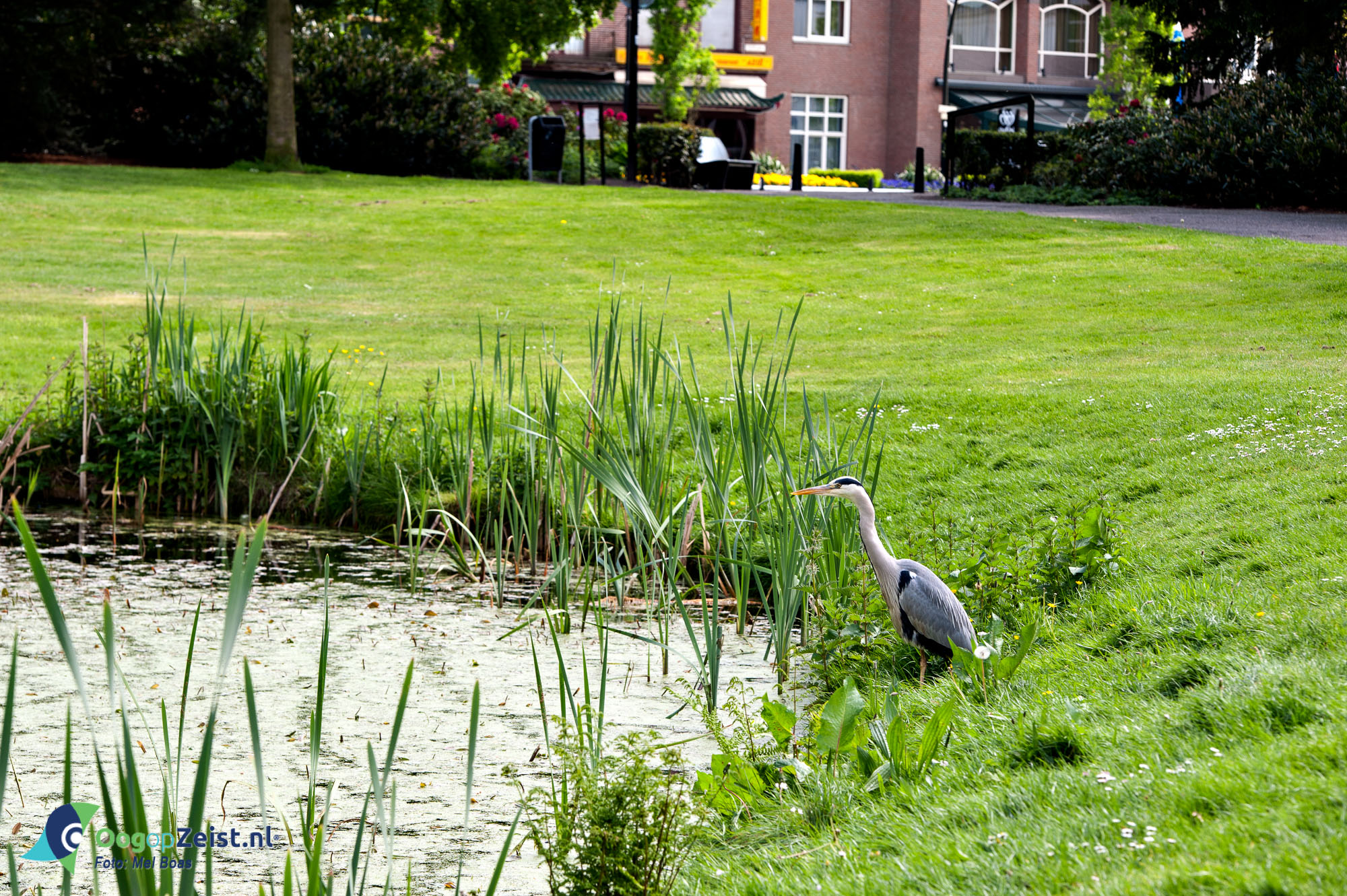 Reiger in Walkartpark in Zeist