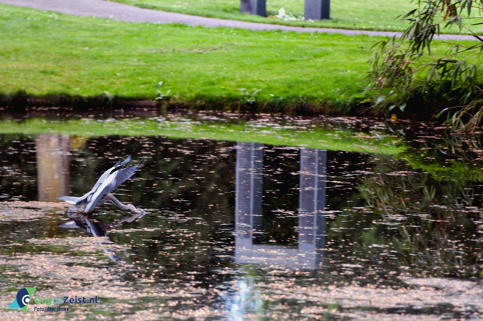 Jager in het Walkartpark Zeist Oog Op Zeist