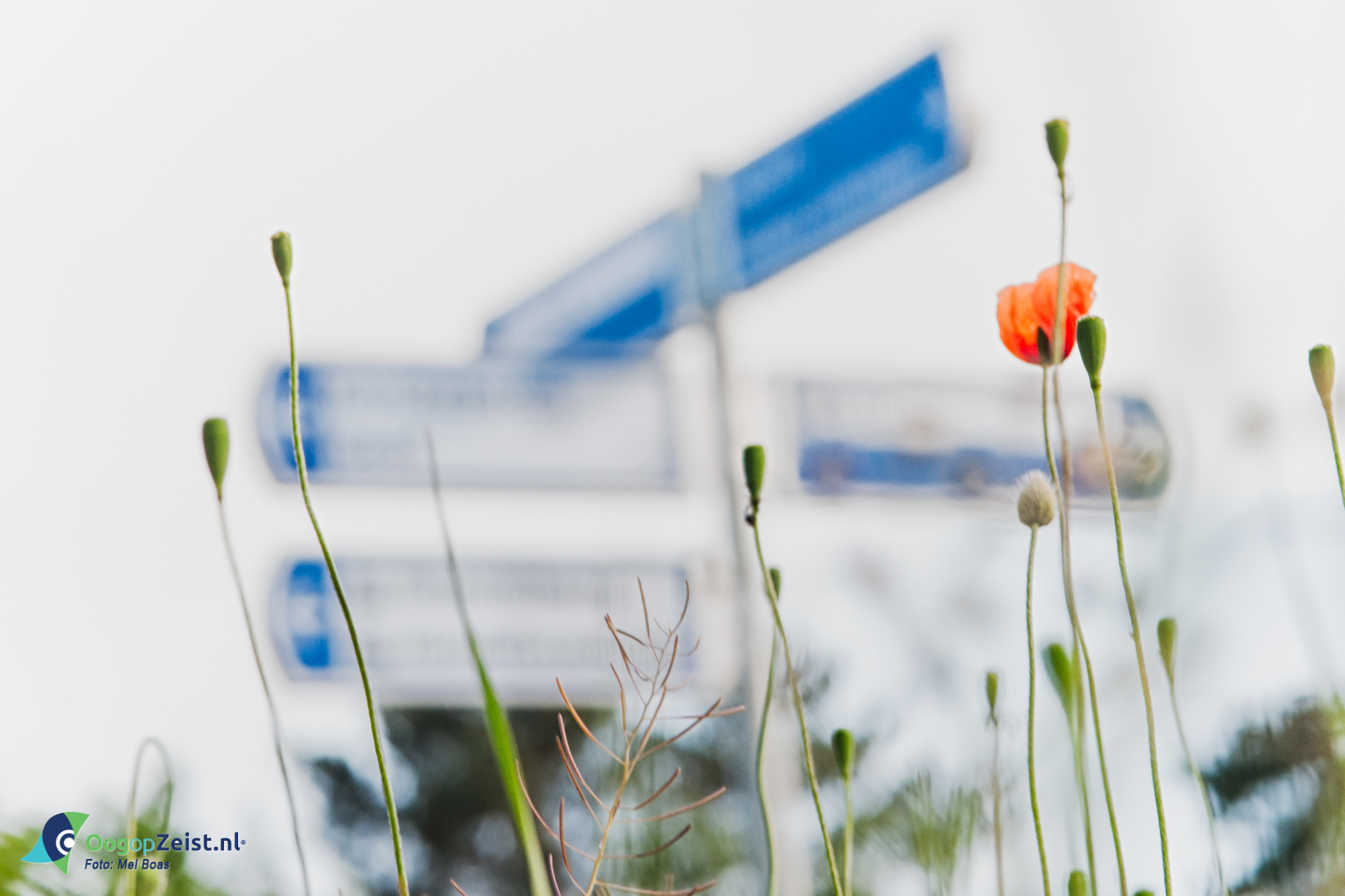 De Dreef-Panweg-Dijnselburgerlaan