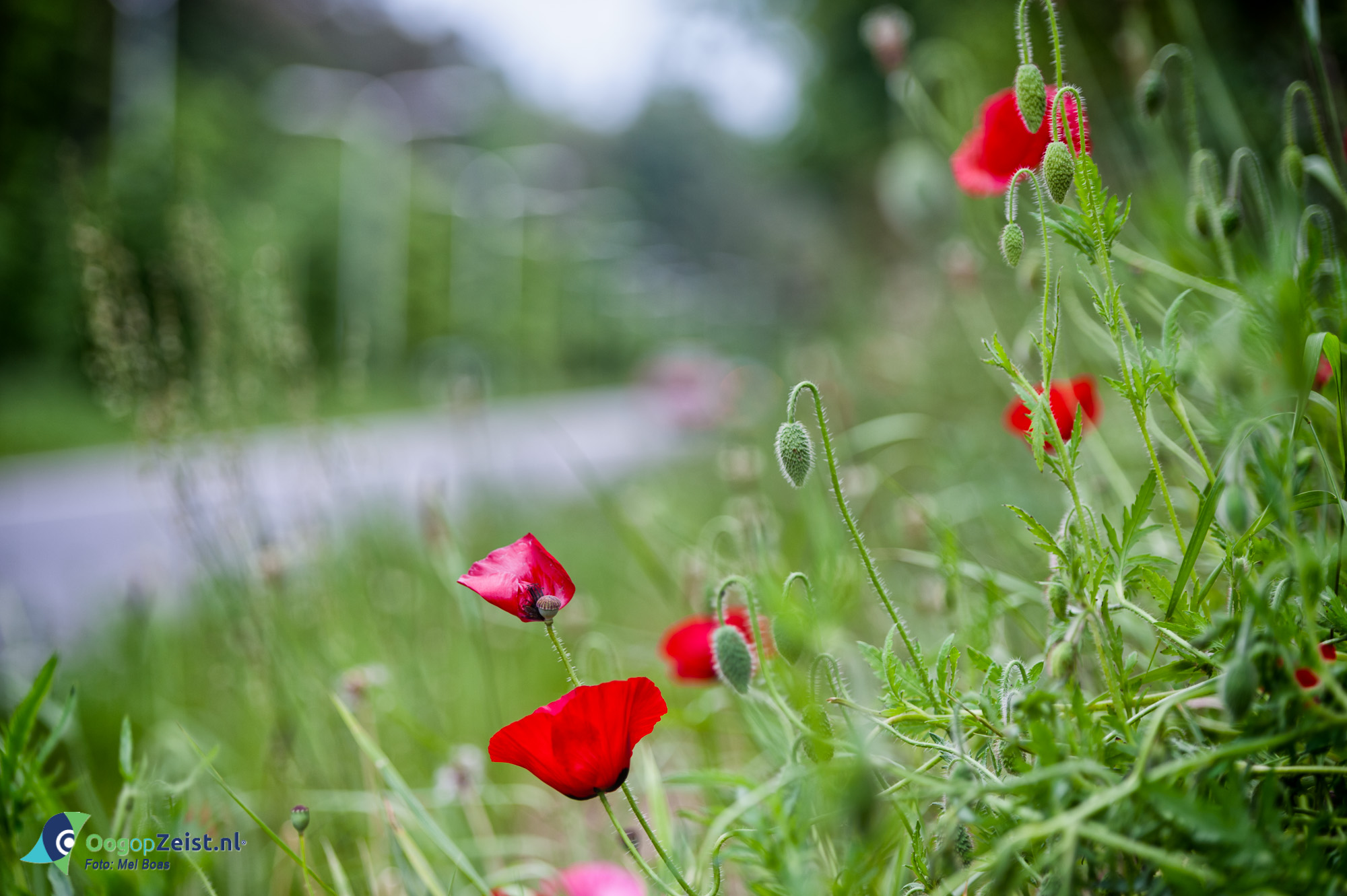 Bermbloemen op de Krakelingeweg in Zeist