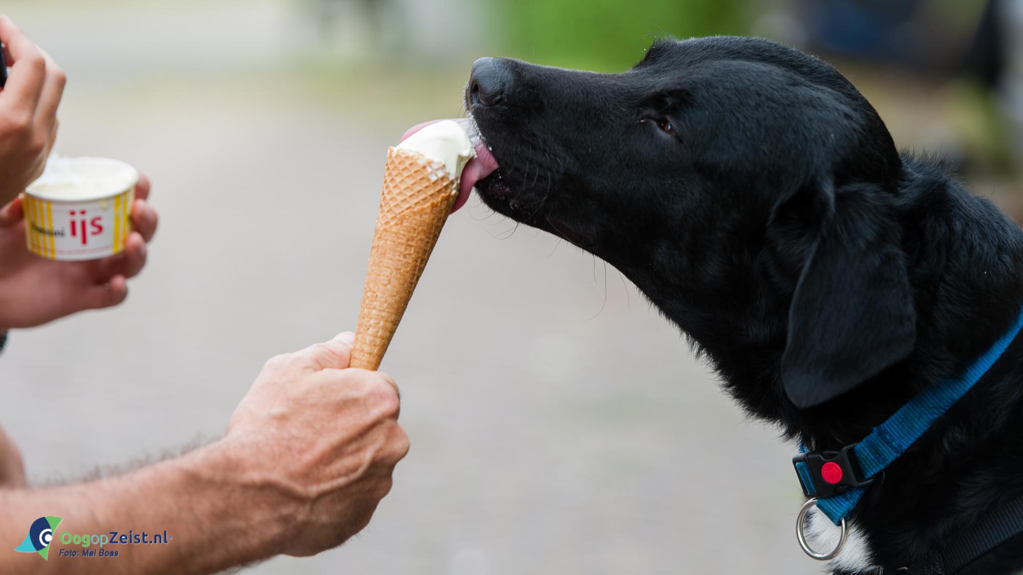 IJsjes voor onze 4 voeteren