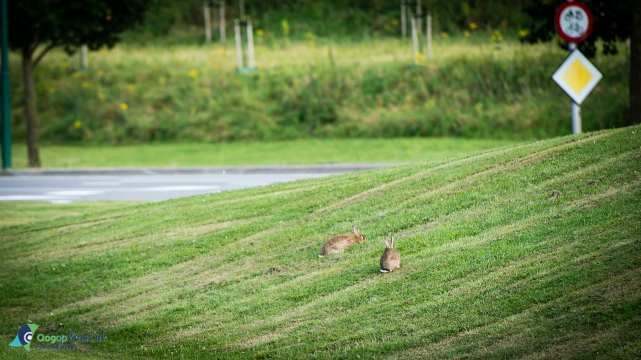Bunnikse Konijntjes