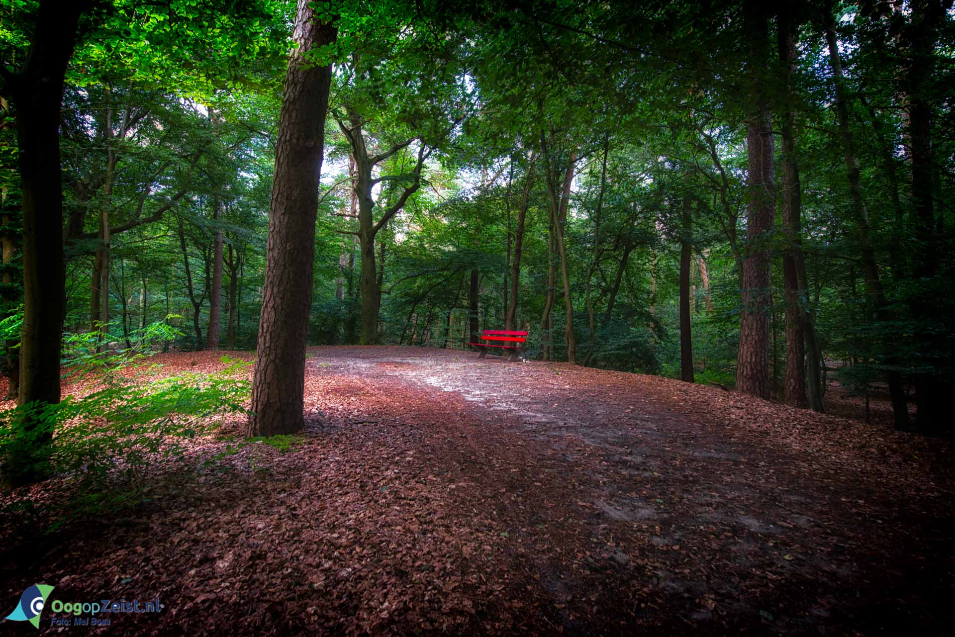 Rood bankje in het bos