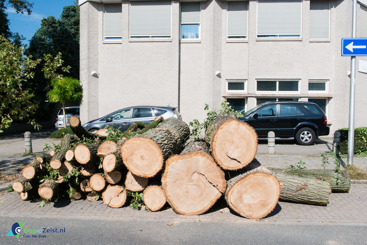 Gekapte boom Henriëtte van Lijndenlaan