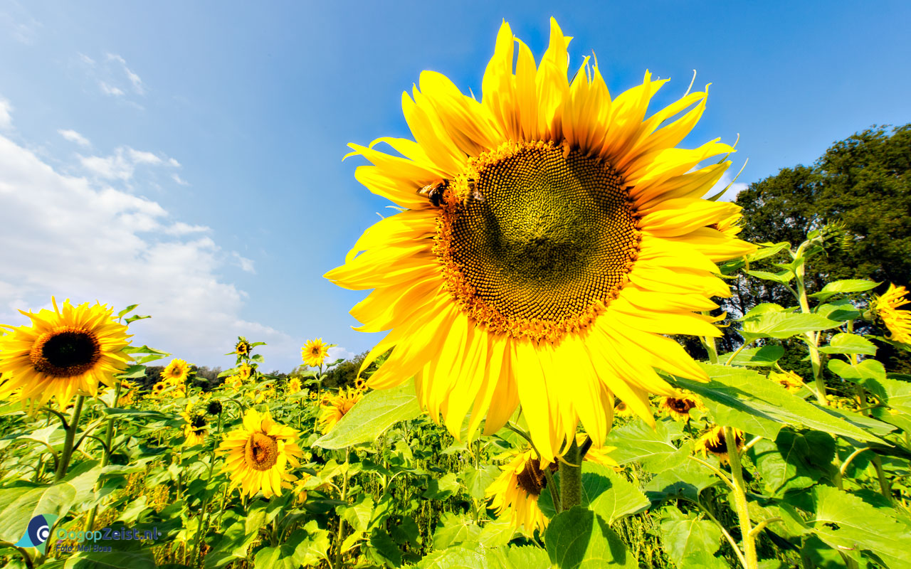 Zonnebloemen op Blikkenburg