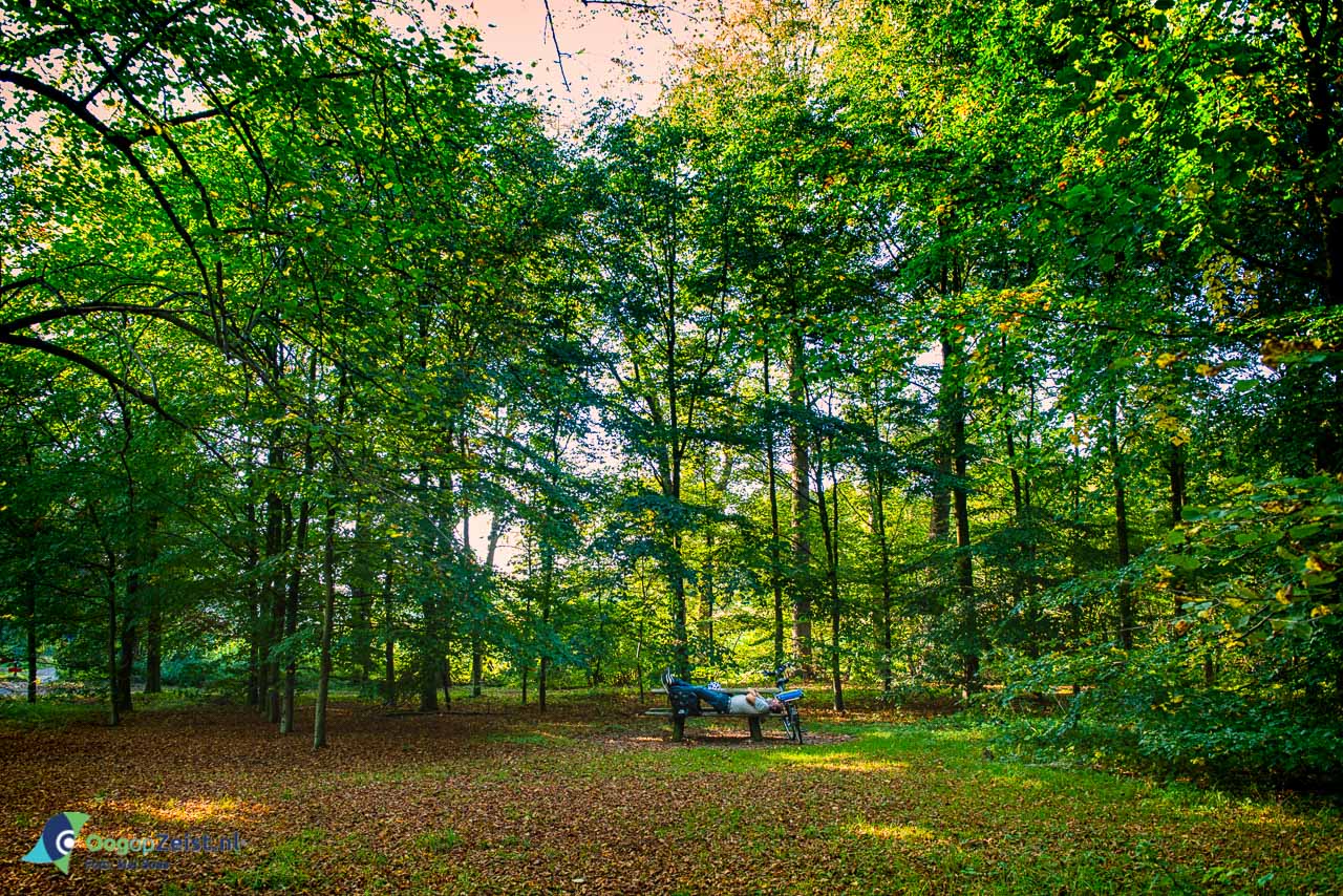 Rustmomentje in het panbos