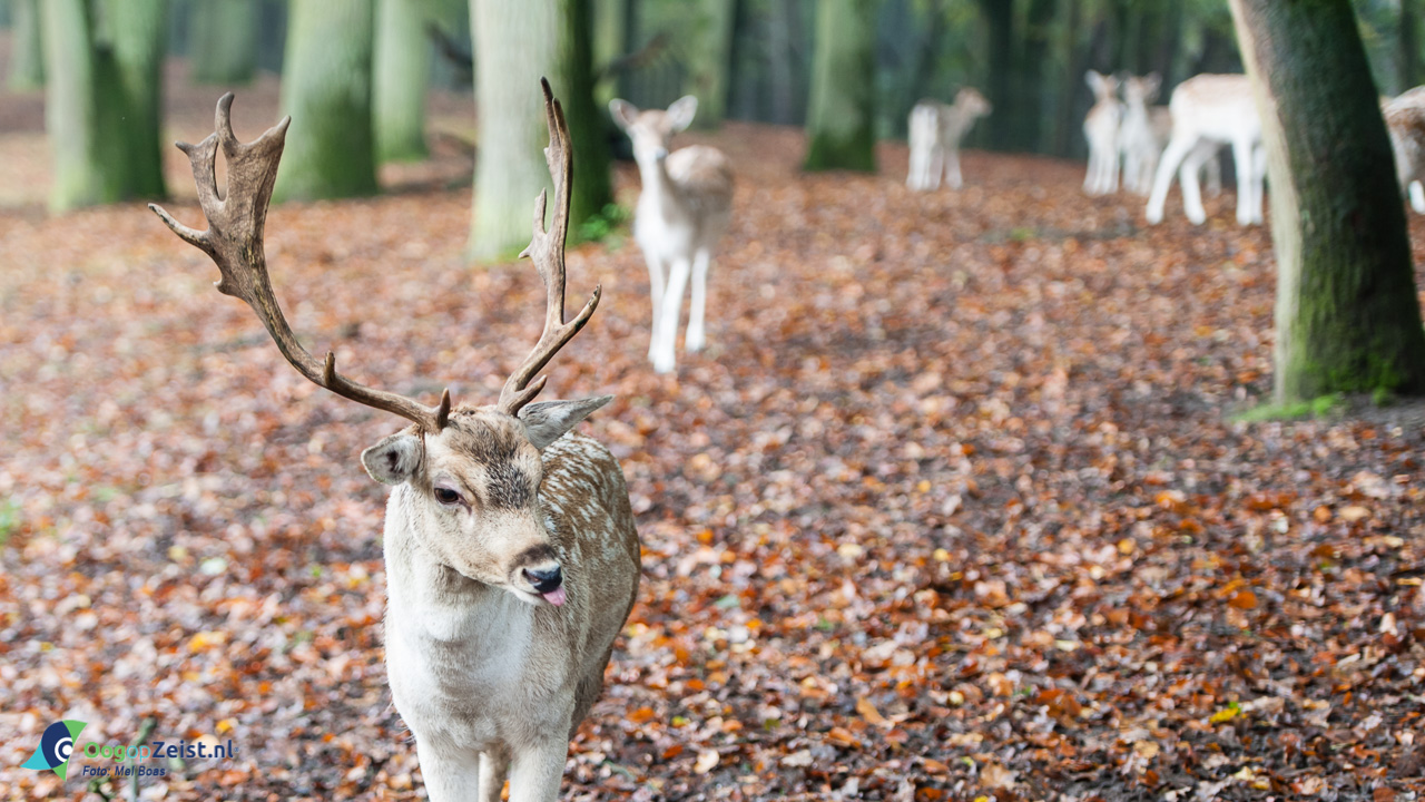 hertenkamp bij de boswerf