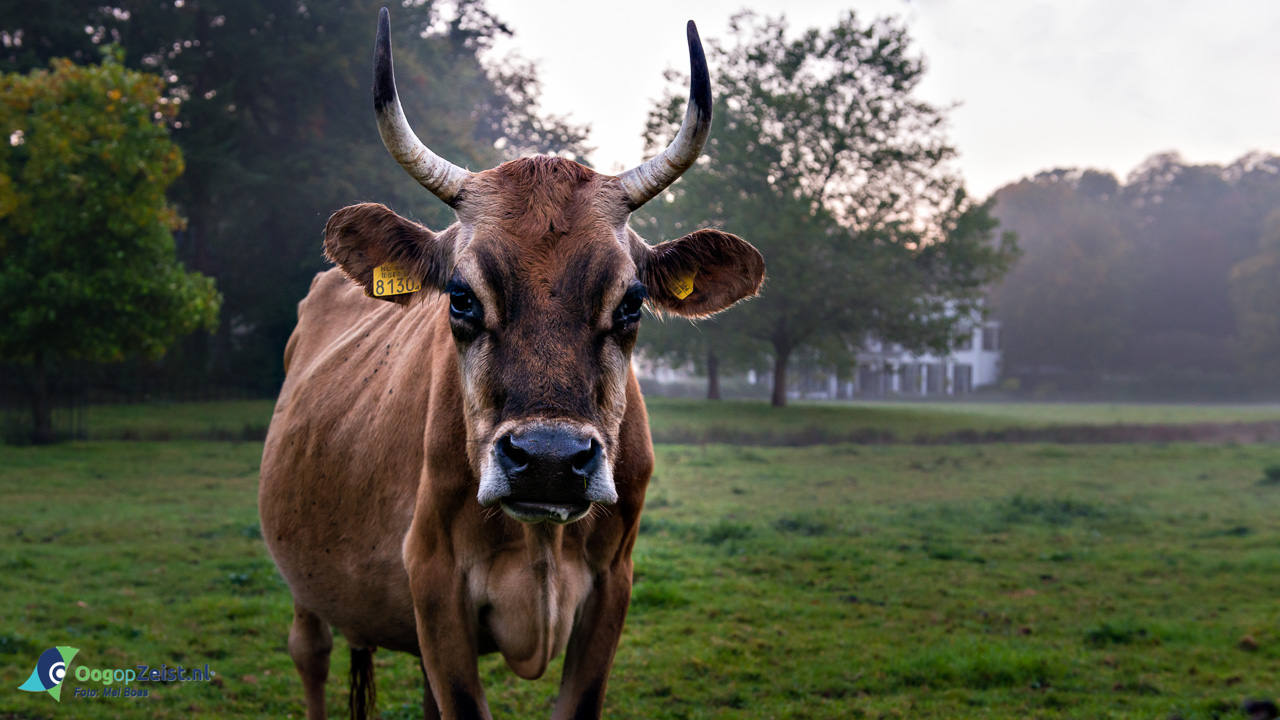 Het Landgoed Vollenhove in de herfst mist