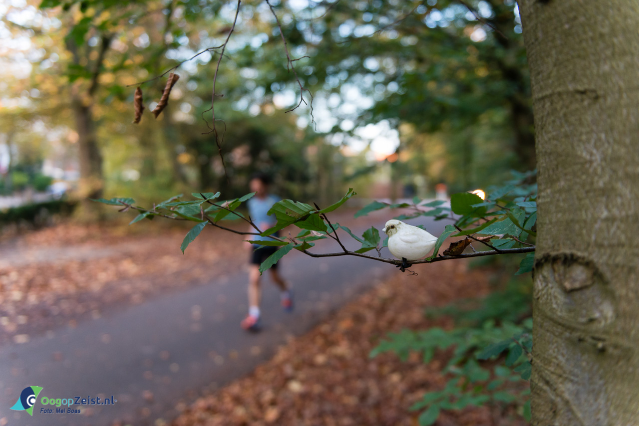 Bird watching op het laantje zonder eind