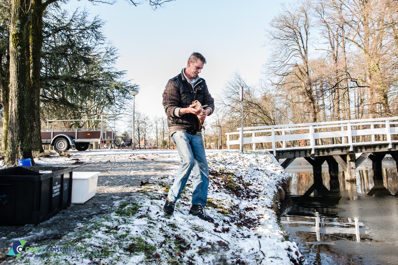 Zeister Hengelaars Vereniging zet 55 franse karpers uit in de slotvijver.