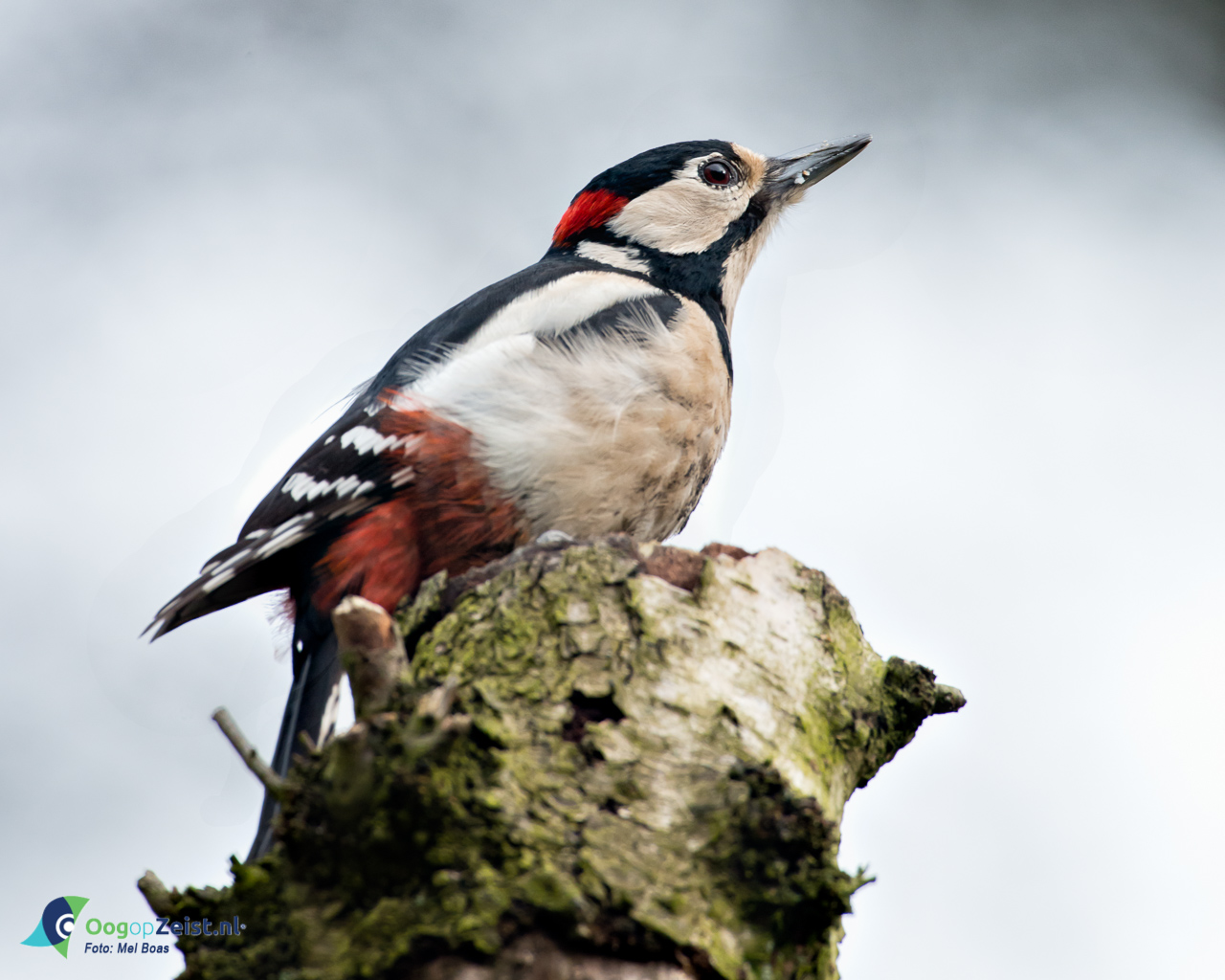 Oefenmateriaal voor nationale tuinvogeltelling