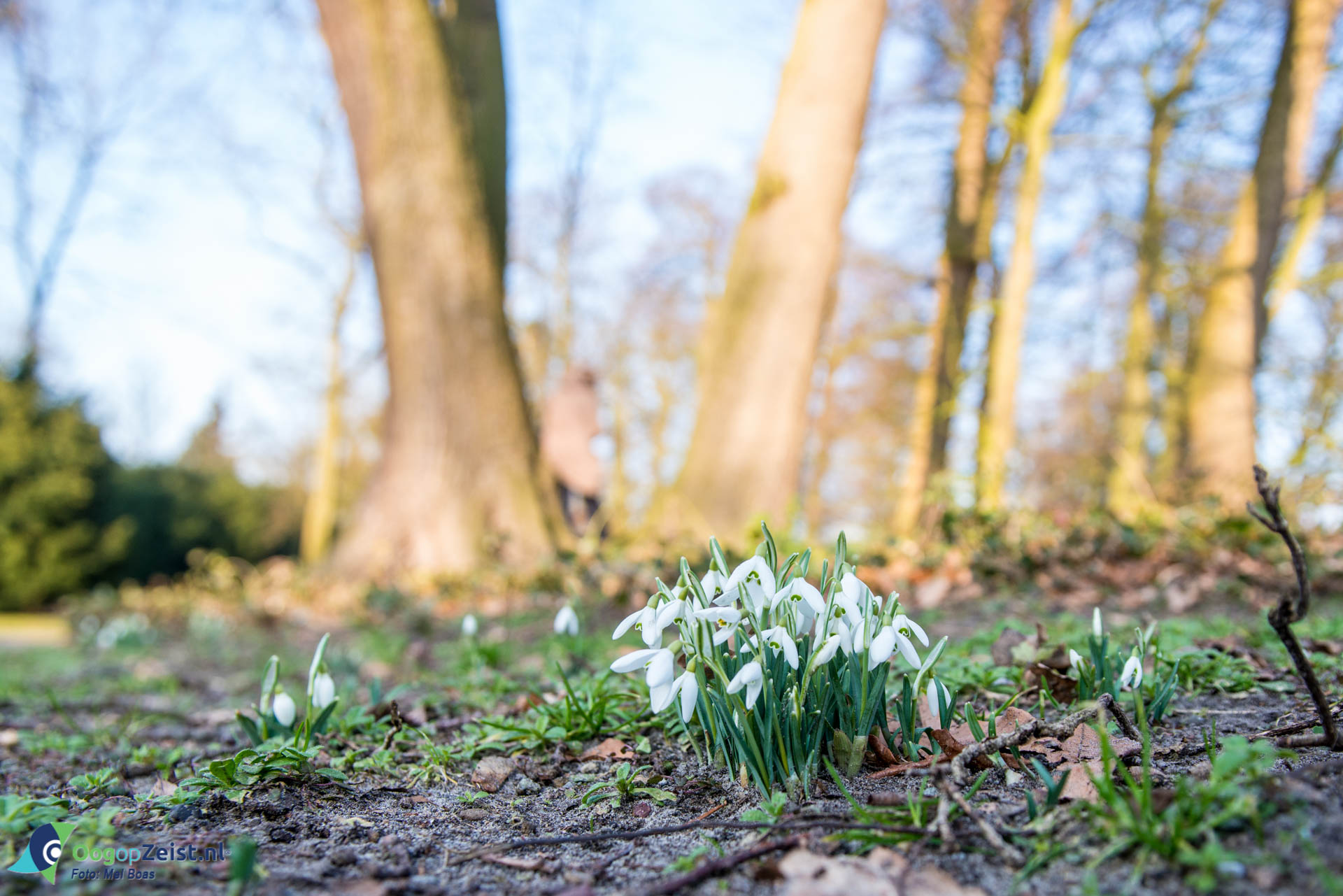 In het Walkartpark eerste tekenen van lente