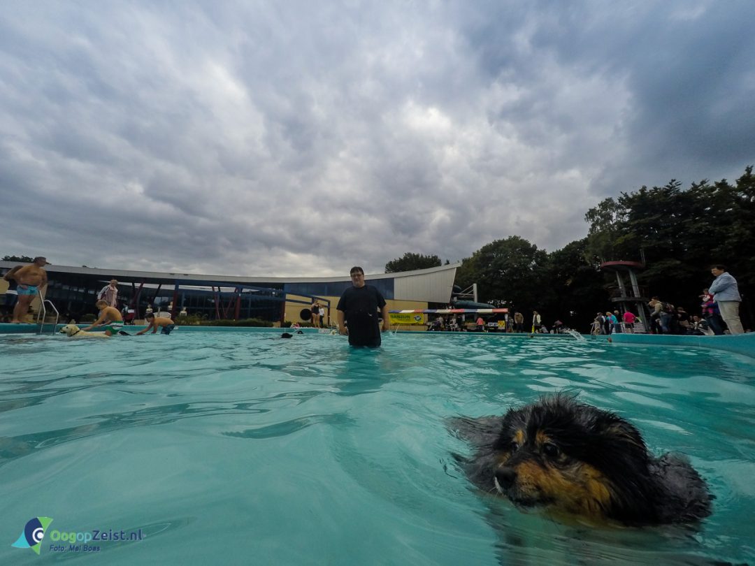 Hondenplons in Zwembad Dijnselburg