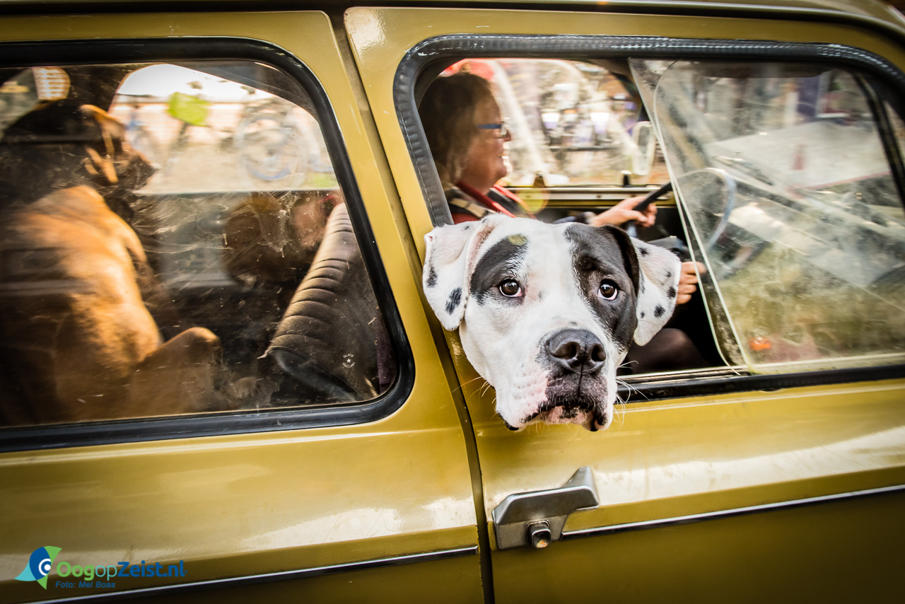 Hond in Lelijk eendje op de Steijnlaan