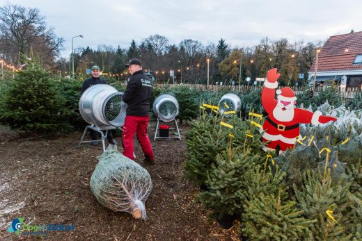 Cor Quint en zijn mannen zijn klaar voor het Kerstbomen seizoen