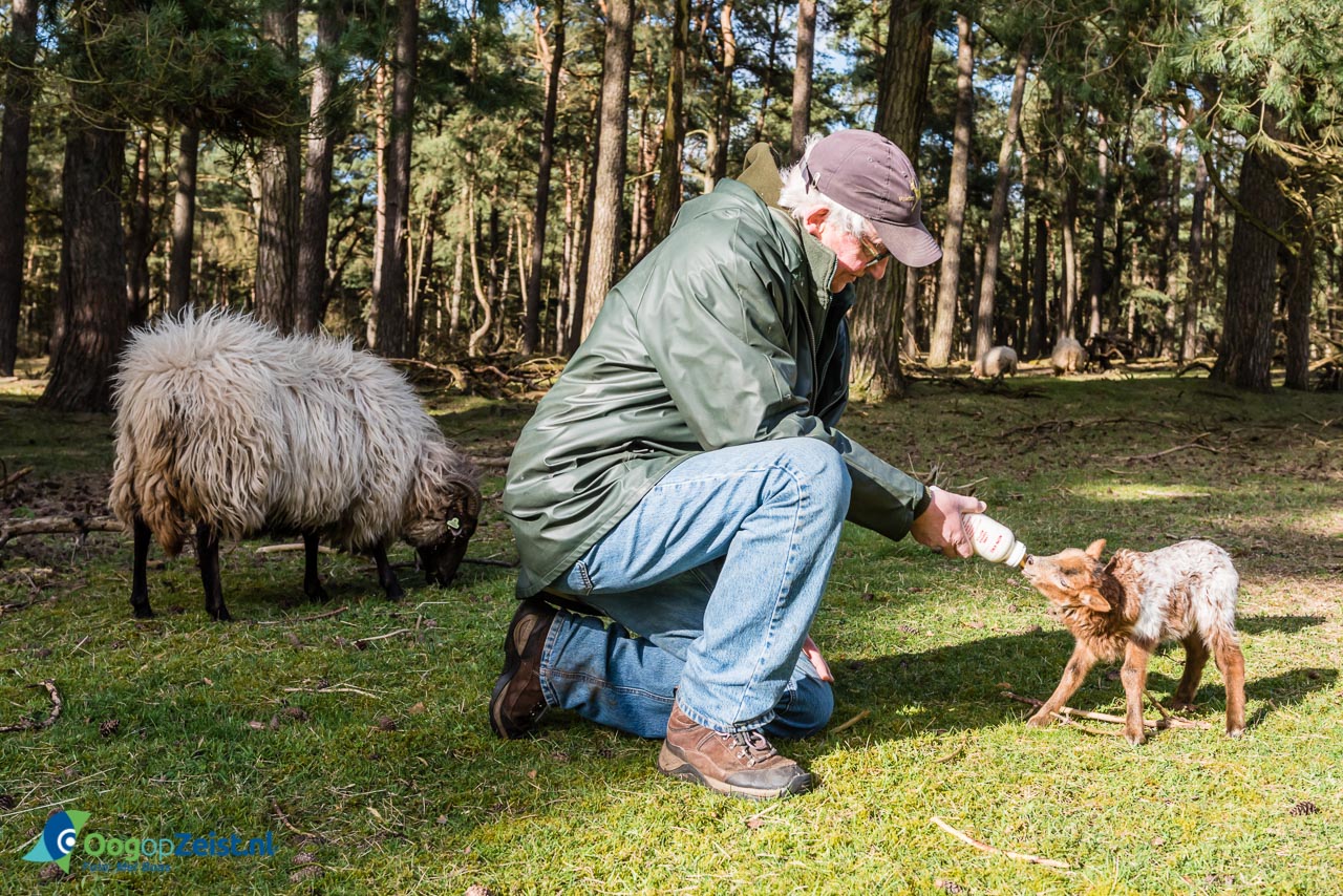 39 lammetjes op schaapskooi van Heidestein. Eentje krijgt flesvoeding.