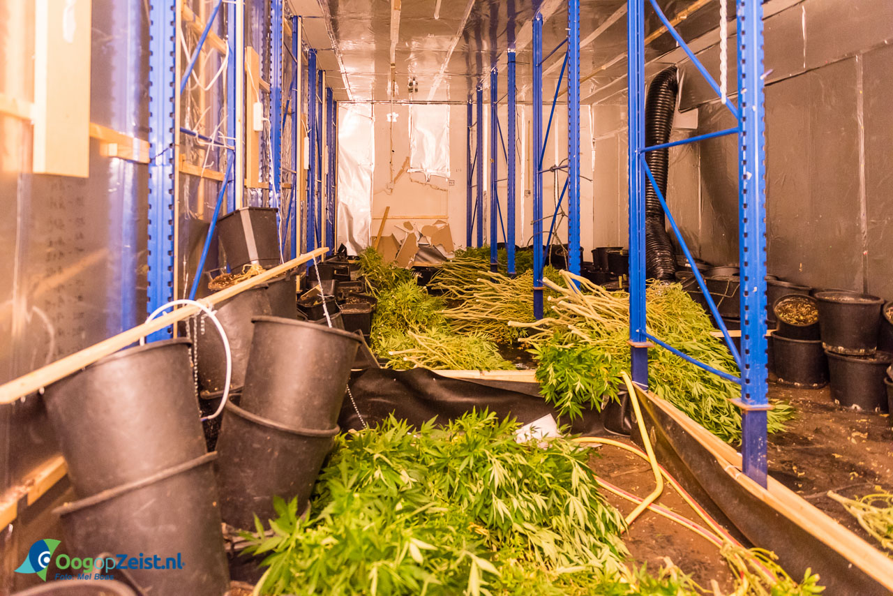 Hennepkwekerij op de Kwikstaartlaan opgerold.