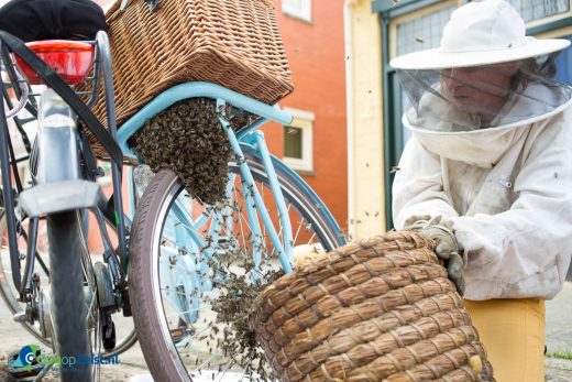 Een bijenvolk bestaande uit ong. 10.000 bijen hebben donderdag een fiets gekraakt op de Steynlaan in Zeist. ’s Ochtends hadden de bijen na een kleine zwerfvlucht gekozen om te nestelen onder een rietenmand van een fiets. Een imker (Sonne Copijn 06-22584818) uit Groenekan heeft het bijenvolk “gevangen” door de koningin in een korf te krijgen. De bijen reageerde boos en menig toeschouwer wrd geprikt. De imker gaf aan dat het een uniek plek is voor zo’n grote groep bijen. Over het algemeen zoeken zij bomen op om zo te nestelen.
